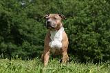 AMSTAFF ADULT 454